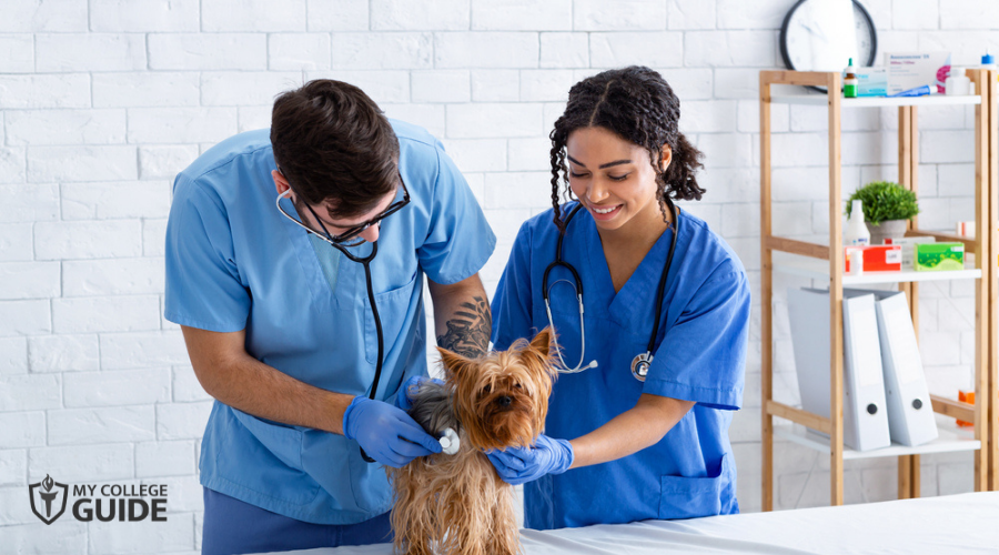 Veterinary physicians checking dog's heartbeat