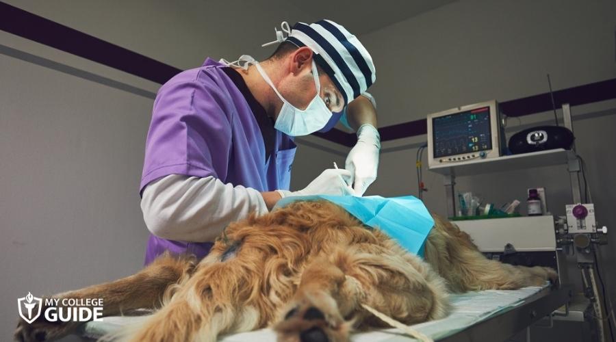 Vet surgeon performing soft tissue surgery to a dog