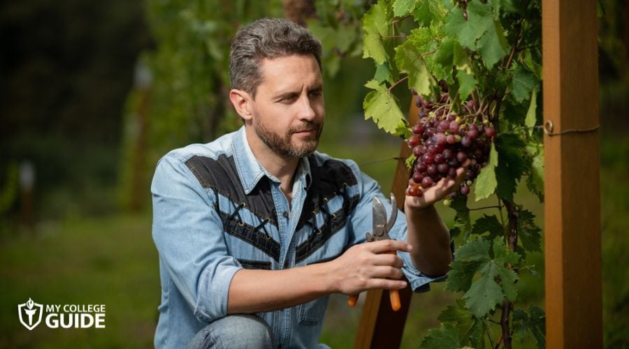 Winemaker assessing status of grapes in the vineyard